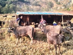 प्रेमबहादुरको सङ्घर्षः ‘छ दशकदेखि घुम्तीगोठमा गाईभैँसी पालन’